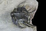 Spiny Cyphaspides Ammari Trilobite - Rare Species #179901-5